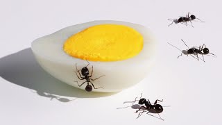 Egg VS Ants Timelapse [upl. by Alohs895]