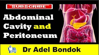 Abdominal Cavity Planes Compartments and Peritoneum Dr Adel Bondok [upl. by Cyrilla]