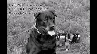 Les propriétés antiseptiques de la salive canine [upl. by Tonjes]