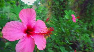 Shaw Park Gardens  Ocho Rios [upl. by Ennairek]