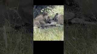 Lion Feasting on Giraffe at Serengeti National Park shorts [upl. by Genna518]