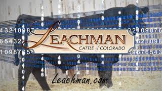 Leachman Cattle of Colorado Bull Sale March 21 2021 [upl. by Esilec]