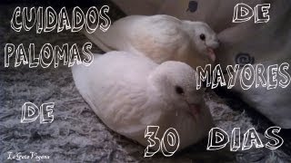 CRIA DE PALOMAS DE 30 DIAS Y ADULTAS  TODOS LOS CUIDADOS NECESARIOS [upl. by Gabby]