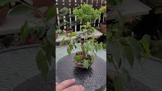 Mini Ficus Benjamina bonsai tree [upl. by Alliw]