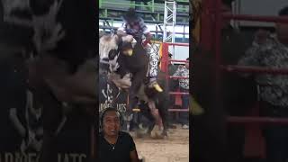 Cajón bajito  pretal de ixtle y espuela del Jinete resultados un buen espectáculo toros jaripeo [upl. by Nojram]