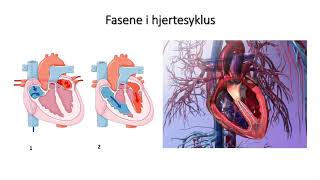 Sirkulasjonssystemet Fasene i hjertesyklus [upl. by Ardelis855]