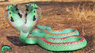 LES 10 SERPENTS LES PLUS BEAUX AU MONDE  🐍 [upl. by Dnomed]