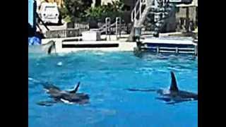 SHOW DAS BALEIAS ORCAS DO SEAWORLD  SAN DIEGOUSA [upl. by Haceber]