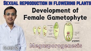 The PistilMegasporangium and Embryo Sac Class 12MegasporogenesisSexual reproduction in plants [upl. by Trah]