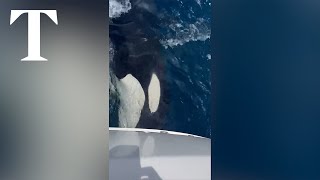 Britons left adrift as orcas attack their boat near Gibraltar [upl. by Aseena]