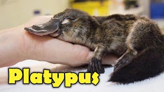 What Is A Platypus 10 Facts about the Platypus [upl. by Joella]