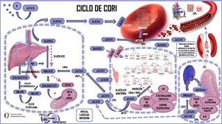 CICLO DE CORI [upl. by Corbin189]