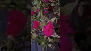 4oclock mirabilis flowering plantgardening viralshortstrendingshorts flowers  winterflowers [upl. by Eldreeda407]