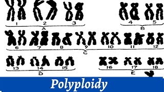 Causes Of Polyploidy Of Chromosomes  Chromosomal Study  Histology [upl. by Calvin]