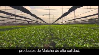 Instituto de Investigación Unicity Matcha [upl. by Ellac]