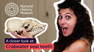 A closer look at crabeater seal teeth [upl. by Inna]