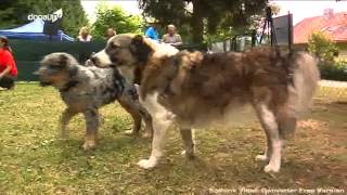 Hundefreundliche Unterkunft  Campingurlaub mit dem Vierbeiner in Viechtach [upl. by Atyekram]