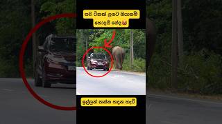 අනතුරක් උනොත් අලියා වැරදී🫣shorts youtube elephant attack tiktok viralvideo views news 2024 [upl. by Eudora]