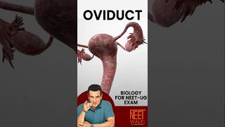 OVIDUCT Structure and Function  Human Reproduction  Class 11th Biology for NEET  neet science [upl. by Tiena]