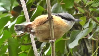 Nuthatch Bird Singing A Most Beautiful Song  Ptice [upl. by Nahtnhoj]