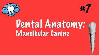 Dental Anatomy  Mandibular Canine  INBDE [upl. by Ormsby]