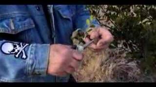 How to Grow Mountain Laurel Plants from Seeds  Growing Mountain Laurels Part 1 [upl. by Aerol]