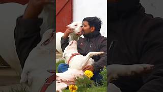 DOGO loves feeling song bollywood love youtube shortsviral shotsyoutubeshorts youtubers [upl. by Hilel]