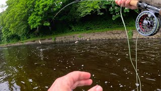 A Bit of Euro Nymphing and Dry Fly Fishing with Davie McPhail [upl. by Albric]