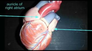 AP2 HEART ANATOMY QUIZ AURICLEavi [upl. by Kissee676]