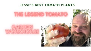 Growing The Legend Tomato  The Garden Workhorse Tomato  Review and Taste Test [upl. by Asssilem481]