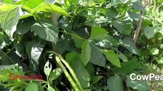 Growing Cowpeas Black eyed peas UK [upl. by Stricklan]