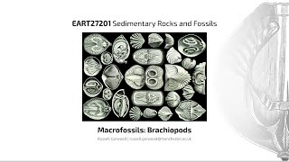 Brachiopods Video 3  EART27201  Sedimentary Rocks and Fossils [upl. by Boelter]