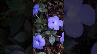 Achimenes flowers garden flowers utube shortfeeds [upl. by Dotti]