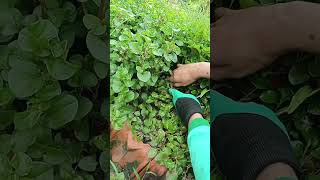 Harvesting Japanese watercress for home fresh soup enjoyrurallife enjoynature gardening peaceful [upl. by Ansev584]