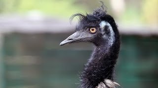 EMU the flightless and largest bird native to Australia [upl. by Yssenhguahs]