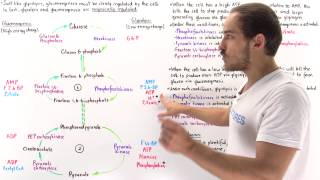 Reciprocal Regulation of Gluconeogenesis and Glycolysis [upl. by Zeb]