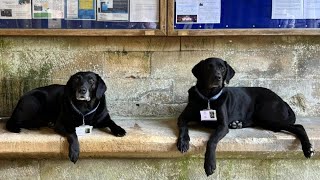 Labradors at Tewkesbury Abbey  BBC Points West  1st July 2024 [upl. by Bunde]