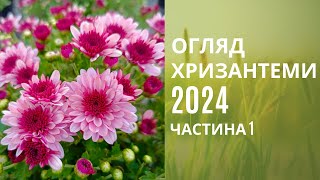 Огляд хризантеми 2024 Цвітіння на 15 вересня [upl. by Ahsakal]