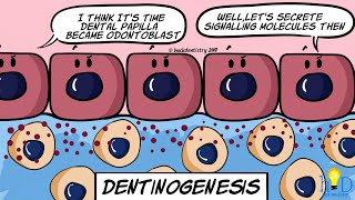 Dentinogenesis  HackDentistry [upl. by Sadoff575]