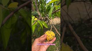 Rollinia Deliciosa Fruit  Biriba  httpswamec919290909559 [upl. by Annadiane]