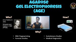 Agarose gel electrophoresis  its principle requirements and procedure [upl. by Kavita5]