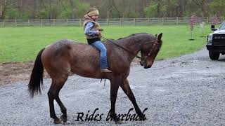 2018 AQHA BAY ROAN GELDING VERY WELL BROKE SENSIBLE SMART RANCH HORSE [upl. by Anha]