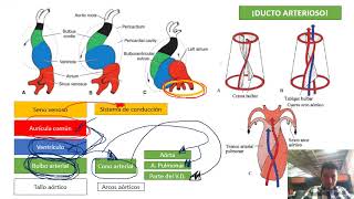 Desarrollo embrionario corazón ultrarresumido [upl. by Kcirederf]