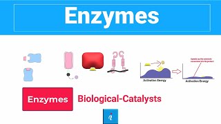 Enzymes  CLASSIFICATION WORKING AND MORE [upl. by Hertz]