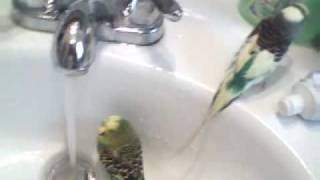 Parakeets Taking a Bath [upl. by Sorce]