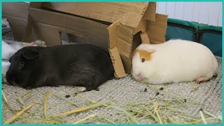 Synchronized guinea pig naps [upl. by Mcintyre324]