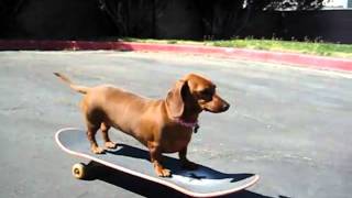 Wiener Dog Riding a Skateboard Salchi [upl. by Stevie322]