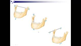 Lecture 7  Mandibular Movements [upl. by Dera920]