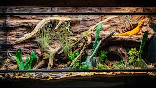 Arid Bioactive Bearded Dragon Vivarium [upl. by Ainezey]