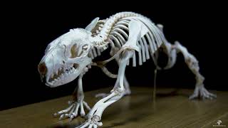 hedgehog skeleton 4K  Erinaceus europaeus Igelskelett  rare footage [upl. by Nnylacissej]